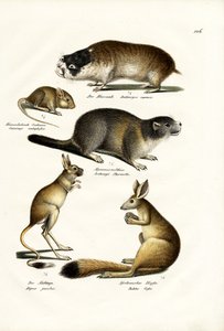 Dune Mole, 1824 by Karl Joseph Brodtmann